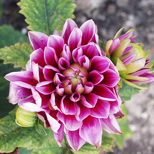 image de fleur 1