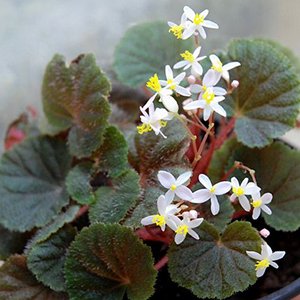 image de fleur 2
