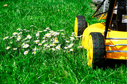 pelouse avec tracteur